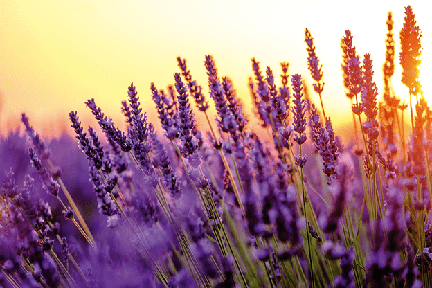 a field of purple lavender against a yello sky